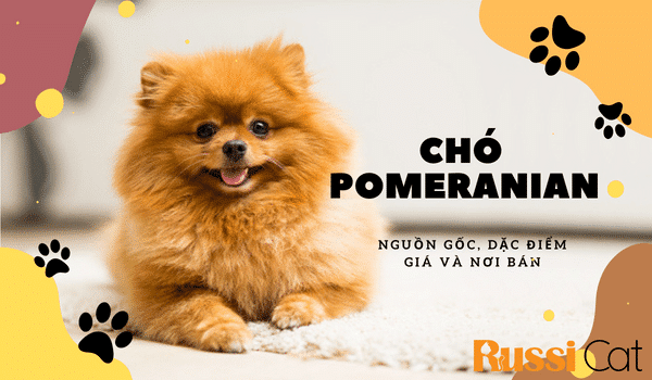 CHÓ POMERANIAN – NGUỒN GỐC, ĐẶC ĐIỂM, GIÁ VÀ NƠI BÁN