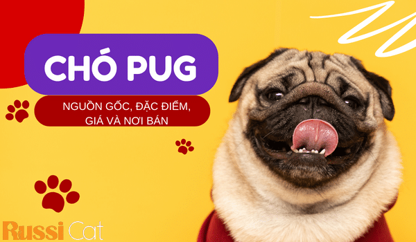 CHÓ PUG – NGUỒN GỐC, ĐẶC ĐIỂM, GIÁ VÀ NƠI BÁN