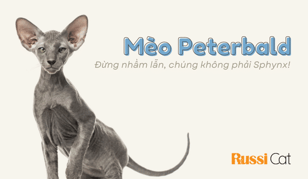 Giá mèo Peterbald, đừng nhầm lẫn chúng với Sphynx