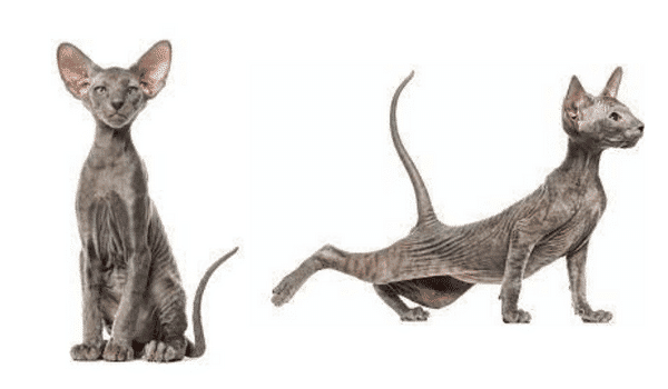 Giá mèo Peterbald, đừng nhầm lẫn chúng với Sphynx