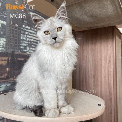 Maine coon silver nhập Nga