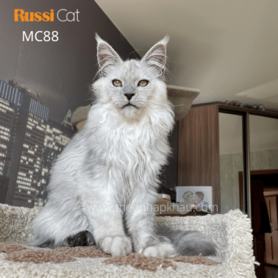 Maine coon silver nhập Nga