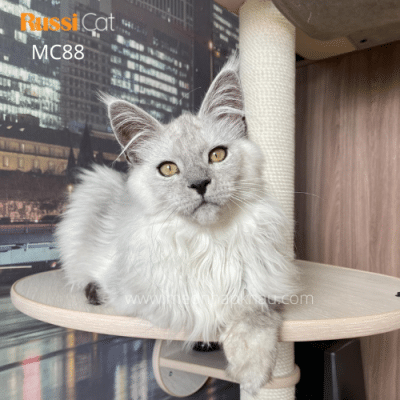 Maine coon silver nhập Nga