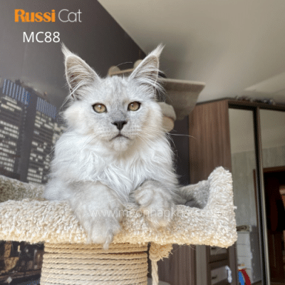 Maine coon silver nhập Nga