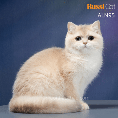 Mèo Anh blue golden ay12 nhập Nga