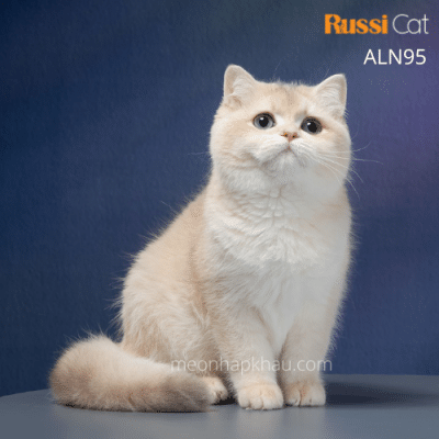 Mèo Anh blue golden ay12 nhập Nga