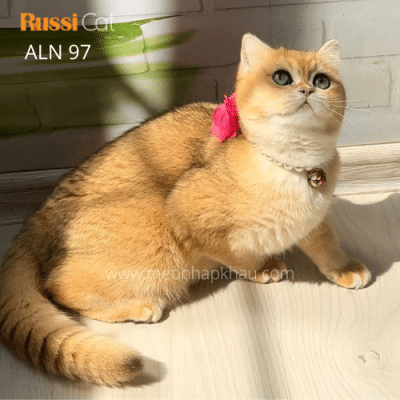 Mèo Anh lông ngắn cái