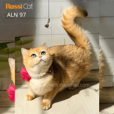 Mèo Anh lông ngắn cái