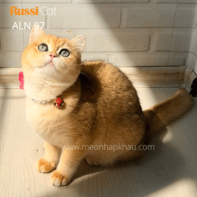 Mèo Anh lông ngắn cái