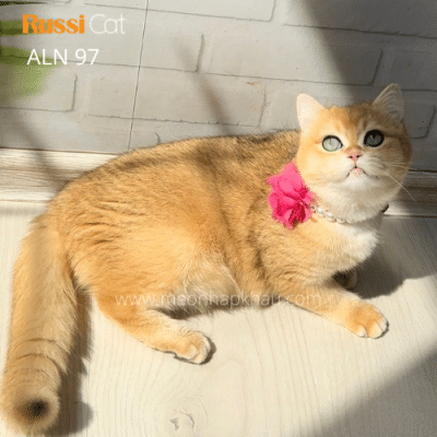 Mèo Anh lông ngắn cái