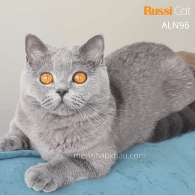 Mèo Anh lông ngắn xám xanh nhập Nga
