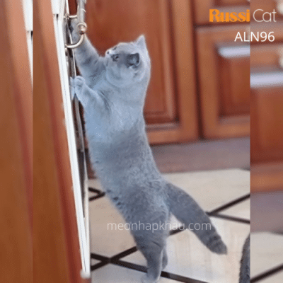 Mèo Anh lông ngắn xám xanh nhập Nga