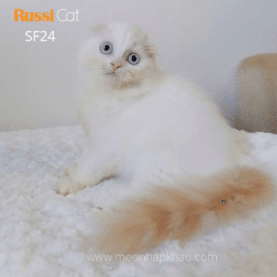 Mèo Highland fold nhập Nga
