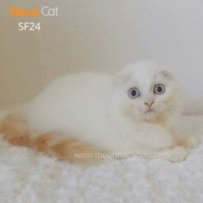 Mèo Highland fold nhập Nga