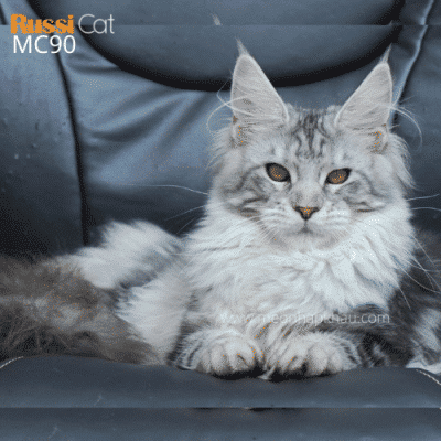 Mèo Maine Coon nhập Nga