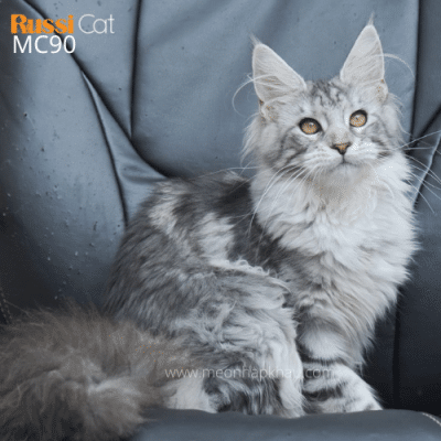 Mèo Maine Coon nhập Nga