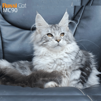 Mèo Maine Coon nhập Nga