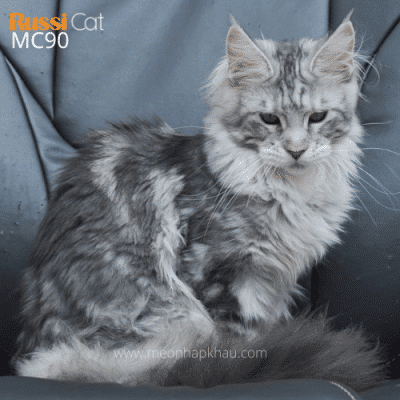 Mèo Maine Coon nhập Nga
