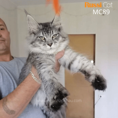 Mèo Maine Coon poly 7 ngón