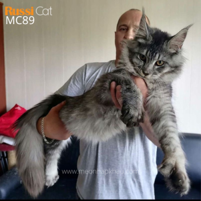 Mèo Maine Coon poly 7 ngón
