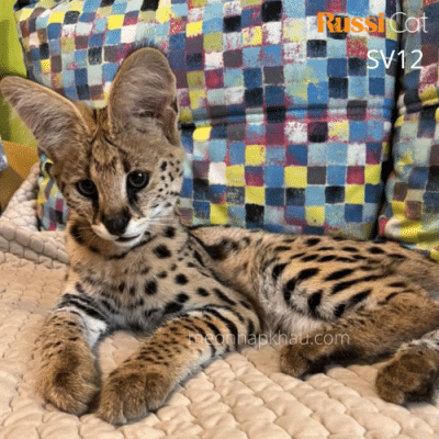 Mèo Serval nhập Nga cái
