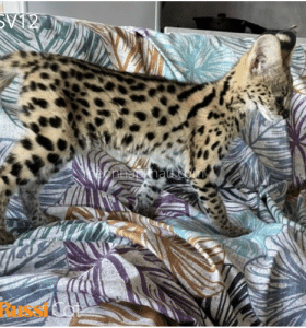 Mèo Serval nhập Nga cái