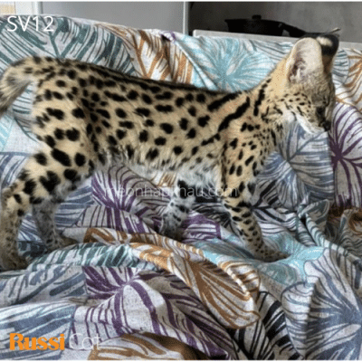 Mèo Serval nhập Nga cái