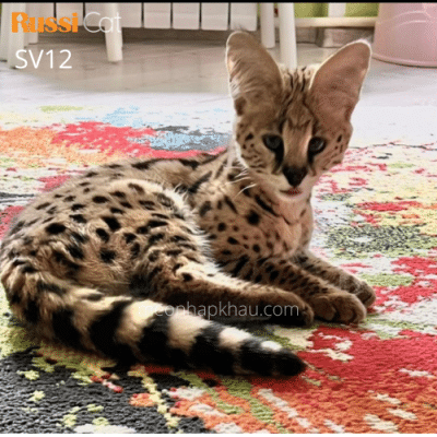 Mèo Serval nhập Nga cái