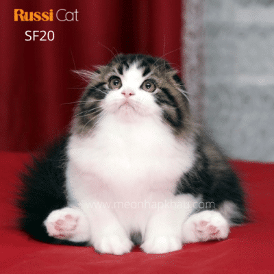 Mèo tai cụp Highland fold nhập