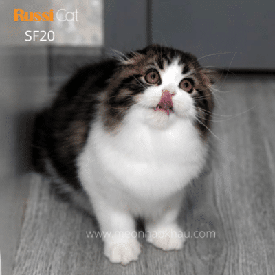 Mèo tai cụp Highland fold nhập