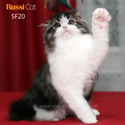 Mèo tai cụp Highland fold nhập