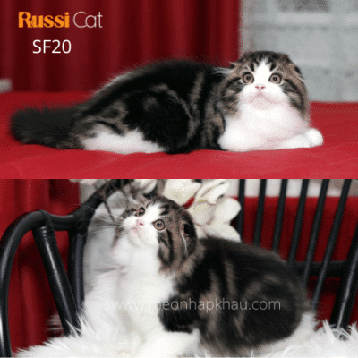 Mèo tai cụp Highland fold nhập