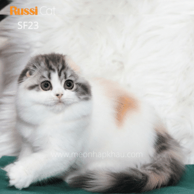 Mèo tai cụp Highland fold nhập Nga