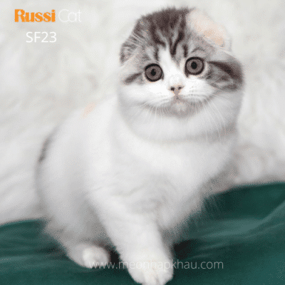 Mèo tai cụp Highland fold nhập Nga