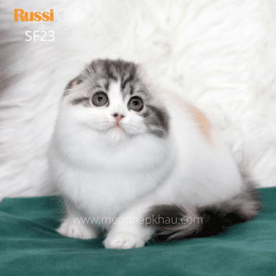 Mèo tai cụp Highland fold nhập Nga