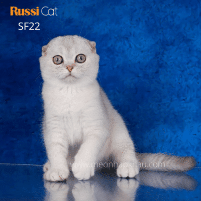 Mèo tai cụp Scottish fold nhập Nga