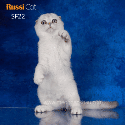 Mèo tai cụp Scottish fold nhập Nga