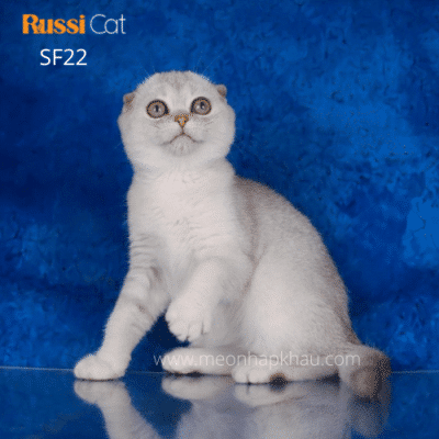 Mèo tai cụp Scottish fold nhập Nga