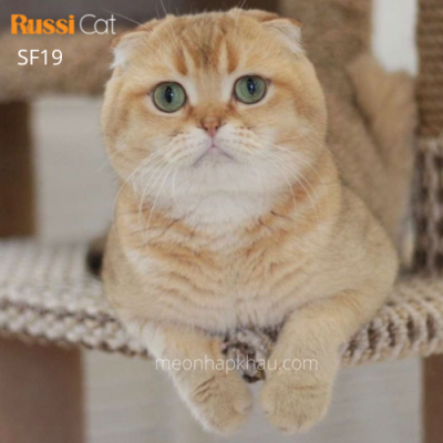 Mèo tai cụp nhập Nga