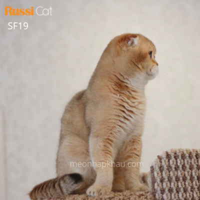 Mèo tai cụp nhập Nga