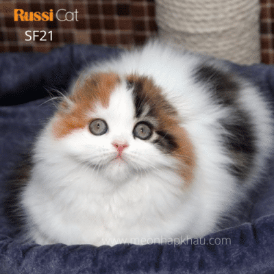 Mèo tai cụp nhập Nga Highland fold