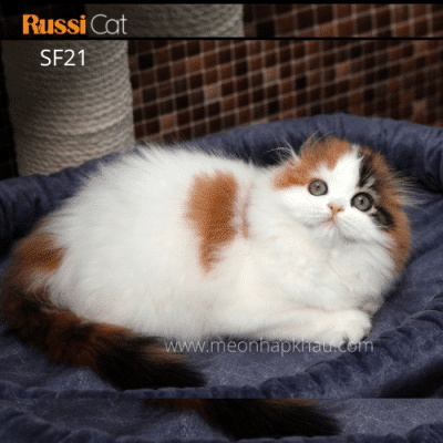 Mèo tai cụp nhập Nga Highland fold