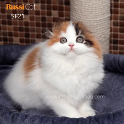 Mèo tai cụp nhập Nga Highland fold
