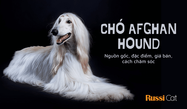 Nguồn gốc, đặc điểm, cách chăm sóc và giá chó Afghan hound