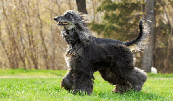 Nguồn gốc, đặc điểm, cách chăm sóc và giá chó Afghan hound