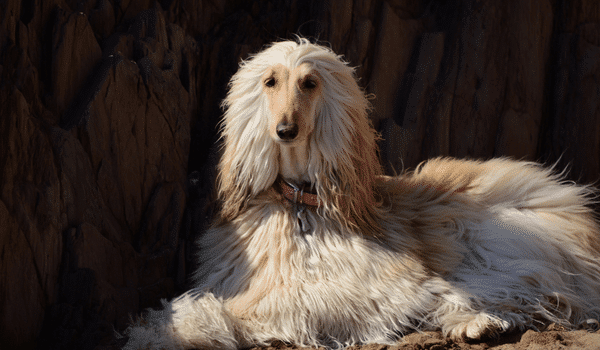 Nguồn gốc, đặc điểm, cách chăm sóc và giá chó Afghan hound