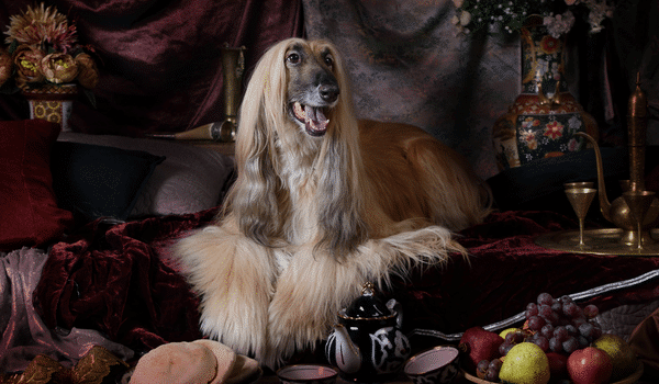 Nguồn gốc, đặc điểm, cách chăm sóc và giá chó Afghan hound