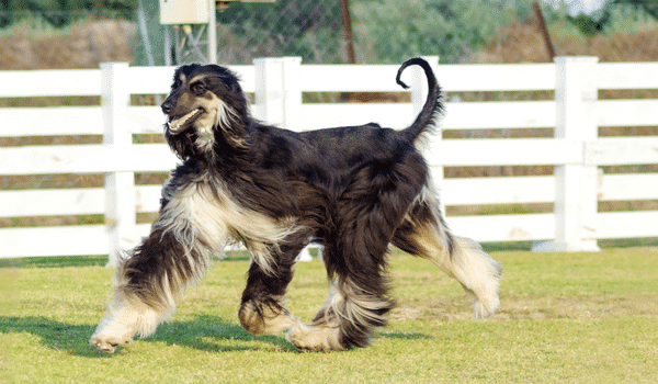 Nguồn gốc, đặc điểm, cách chăm sóc và giá chó Afghan hound