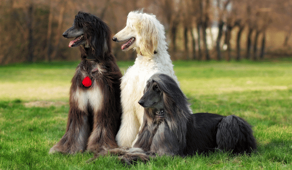 Nguồn gốc, đặc điểm, cách chăm sóc và giá chó Afghan hound