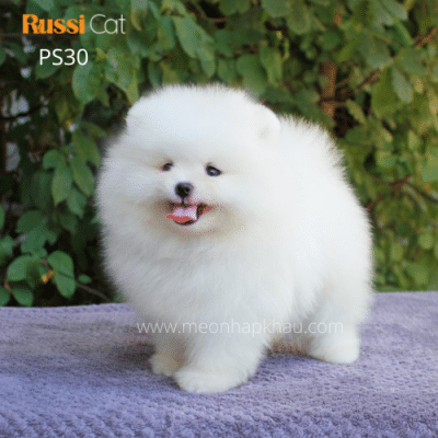 Phốc sóc trắng cái